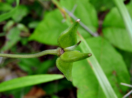 {Clematis socialis}